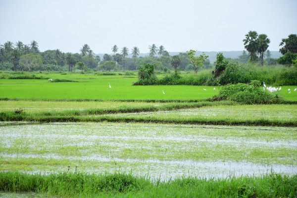 சின்னமனூர் கண்மாயில் உடைப்பு: பாசனநீர் விரயமாகி நெல்வயல்கள் பாதிப்பு