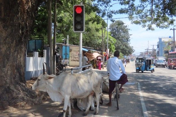 கல்முனை நகரில் அதிகரிக்கும் கட்டாக்காலி மாடுகள்!